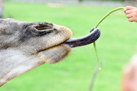 长颈鹿给食det.