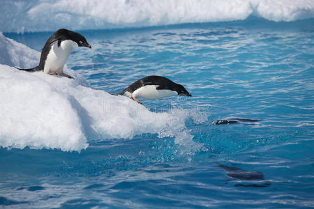 阿德莉企鹅向冰山边采用南极洲照片