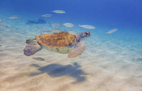 海龟游泳和鱼柑桂酒看照片