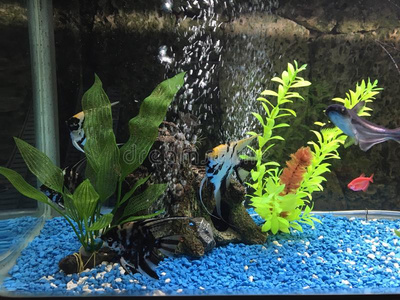 鱼缸壁纸厂家图片