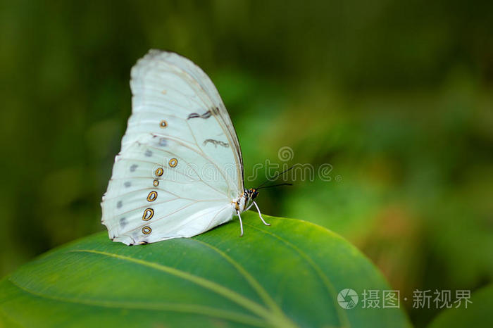 大闪蝶波吕斐摩斯,指已提到的人白色的大闪蝶,白色的蝴蝶关于墨西哥一