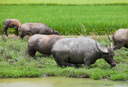 一水牛是(be的三单形式吃草和鸟采用绿色的草田在近处英语字母表的第