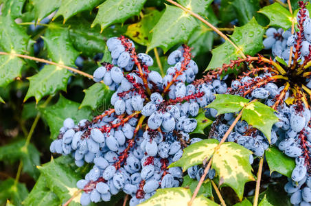 美丽的人造革十大功劳浆果照片
