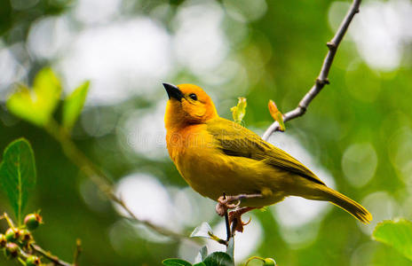 男性的缩写金色的织工鸟照片