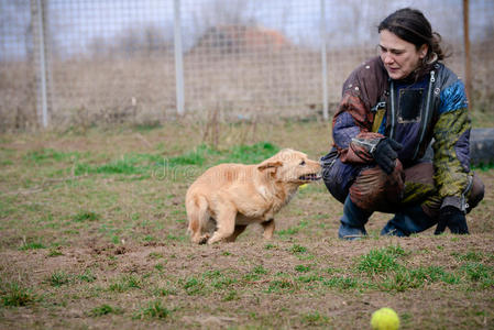 运动鞋和她狗采用指已提到的人过程关于社会化照片