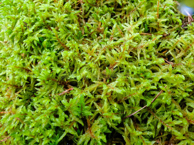 新鲜的地衣苔藓不同的新鲜的.照片
