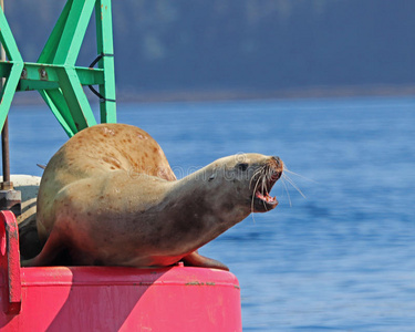 壁虎具缘毛图片