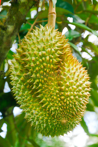 亚洲人吃榴莲股份照片-榴莲果,国王关于成果绞死向早午餐树照片