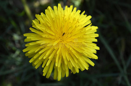 tara字母字母xacum主礼&字母字母x29;详述关于部分关于蒲公英`英文