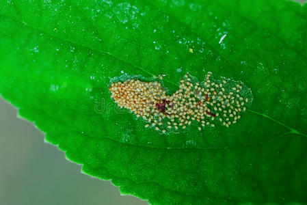 虫卵组关于绿色的树叶和痕迹关于虫咬,咬关于食环署