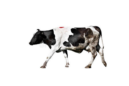 荷兰的一种乳牛奶牛向隔离的白色的背景照片