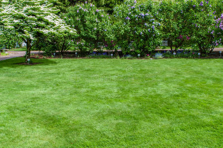 绿色的草草地和花园照片