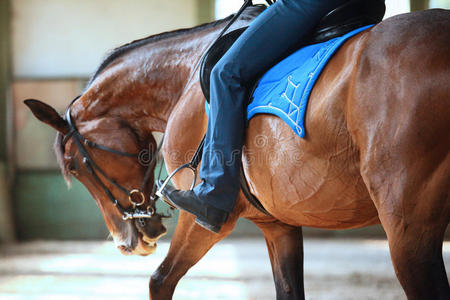 未知的骑手向花式骑术训练训练坐采用马鞍照片