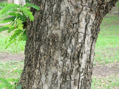 植物当前罗望子是(be的三单形式热带的木材.照片