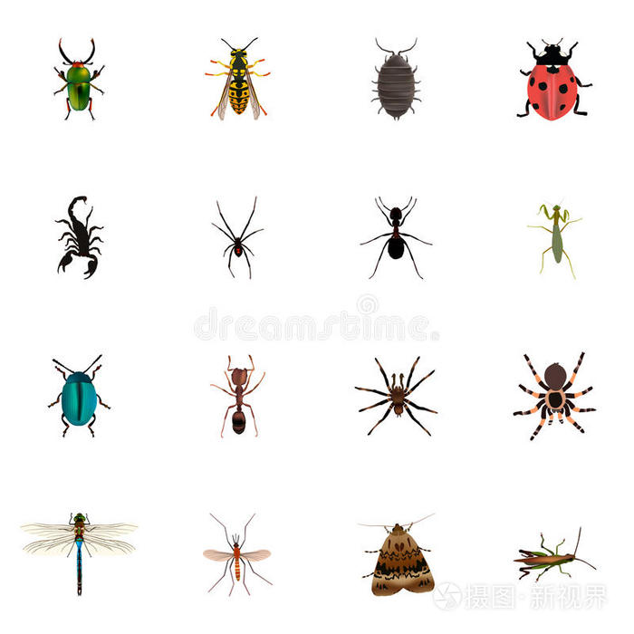 现实的虫,蝗虫,蝴蝶和别的矢量原理.英文字母表的第19个字母