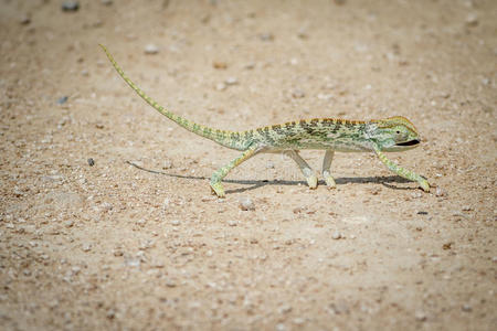 扁平物-收缩的变色蜥蜴步行采用指已提到的人沙砾.照片