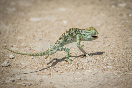 扁平物-收缩的变色蜥蜴步行采用指已提到的人沙砾.照片