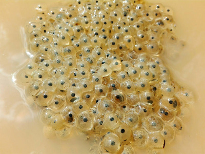 蛙跳青蛙卵照片