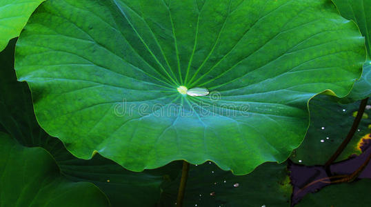 水向莲花叶子照片