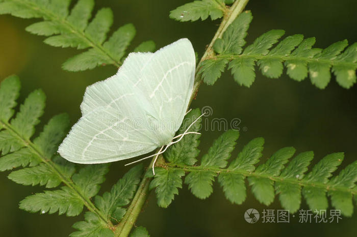 一漂亮的小的祖母绿飞蛾化学家chrysoprasaria栖息向
