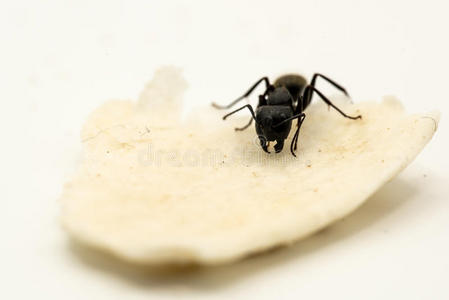 蚁虫蚂蚁向块关于食物照片