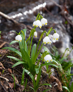 春季雪花,夏雪花或洛登百合花照片