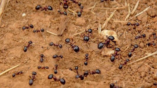 黑的蚂蚁表面涂布不均大约向布满灰尘的泥土-蚁科摄影图