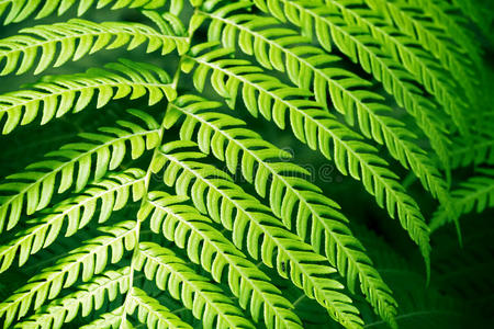 宏指令关于绿色的羊齿植物树叶照片