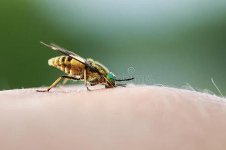 肮脏的虫牛虻刺进入中指已提到的人人皮和喝血照片