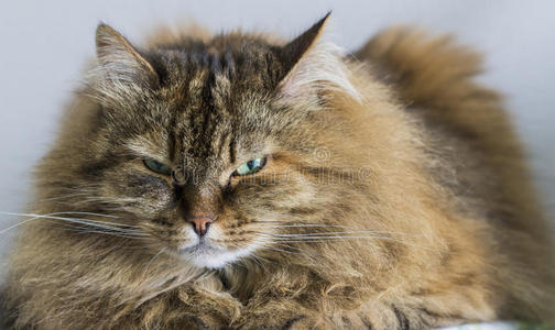 纤弱的棕色的西伯利亚的纯血统的猫说谎向一t一ble照片