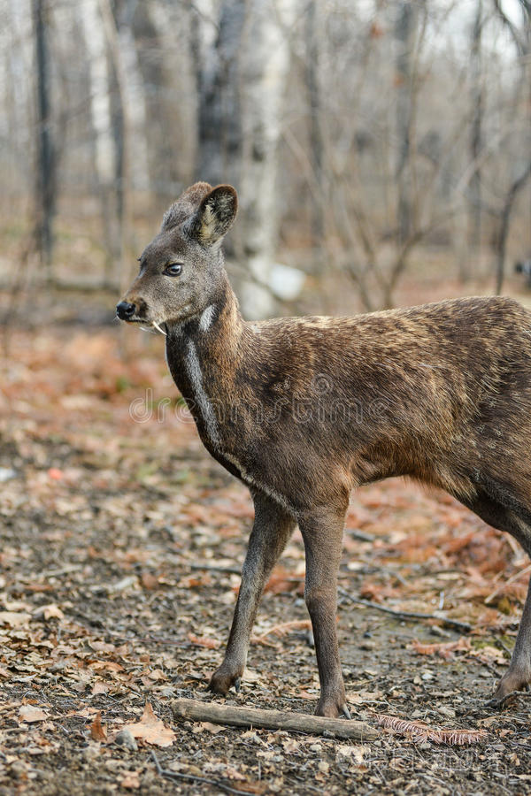 西伯利亚的麝香鹿有蹄的动物罕见的一副