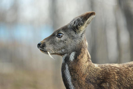 西伯利亚的麝香鹿有蹄的动物罕见的一副照片