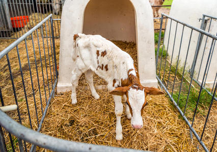 年幼的纯血统的牛奶场牛犊是(be的三单形式仍不坚固的向它的脚照片
