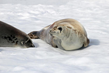 冬季食蟹海豹图片