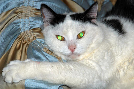 一黑的和白色的猫和燃烧的绿色的-黄色的眼睛照片