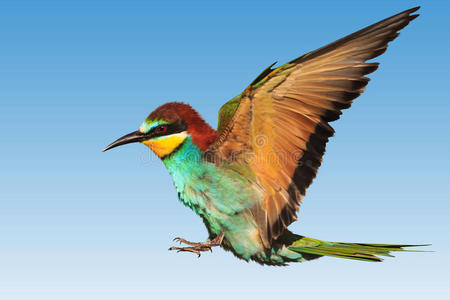 天堂鸟花中的素描样式小马和滑稽的天堂鸟天堂鸟花装饰热带鸟类和花卉