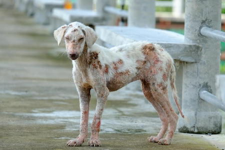 狗皮肤病图片-狗皮肤病素材-狗皮肤病插画-摄图新视界