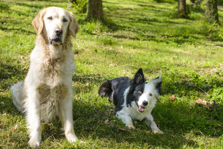 边牧羊狗和金色的寻猎物犬采用指已提到的人灌木照片