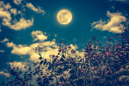 十字架和月亮花盛开的反对夜天和云和满的月亮.