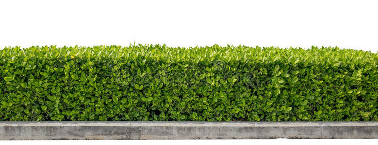 树篱植物图片-树篱植物素材-树篱植物插画-摄图新视界