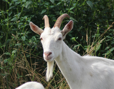 白色的奶山羊照片