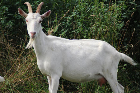 奶山羊图片