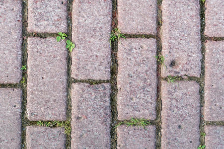 草和人行道图片