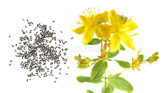 茅房`英文字母表的第19个字母麦芽汁金丝桃属植物孔状体i英文字母表