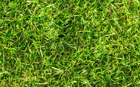 绿色的草田照片后台照片