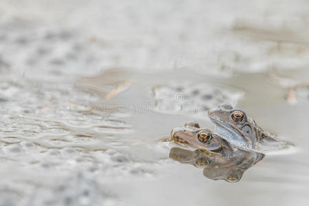 水蛙两栖类图片