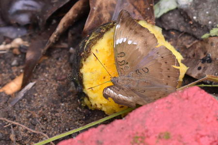 豆虫棕色的蝴蝶喝饮料芒果飘游鱼波豆虫照片