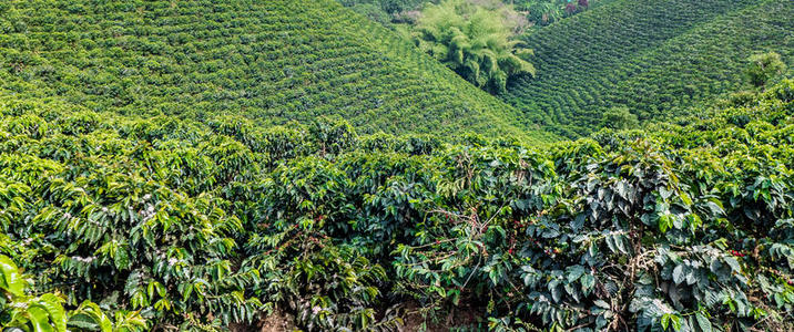 种植咖啡豆图片-种植咖啡豆素材-种植咖啡豆插画-摄图新视界