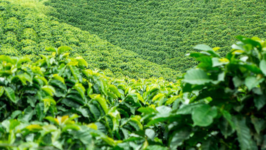 哥伦比亚杰里科咖啡豆种植园采用杰里科,哥伦比亚照片