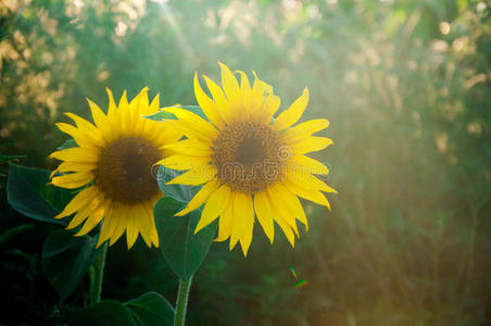 普通向日葵美丽的向日葵自然的背景,太阳照在日落照片
